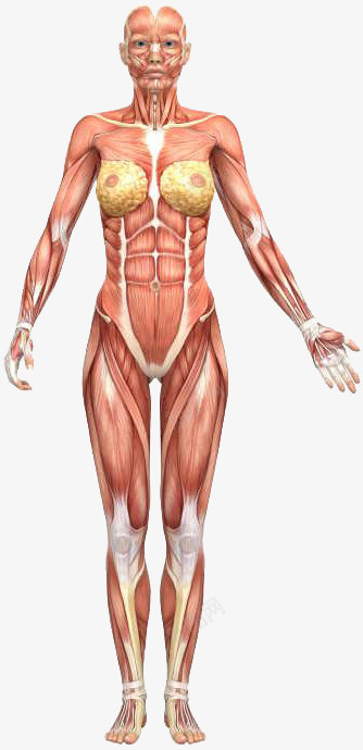 女性人体结构肌肉图png免抠素材_新图网 https://ixintu.com 女性 人体结构 正面 肌肉图 解析图 肌肉女