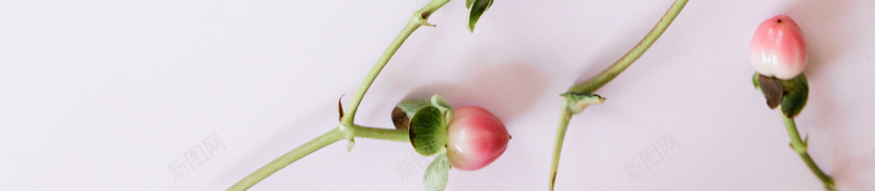 背景樱桃花平铺高清jpg设计背景_新图网 https://ixintu.com 樱桃花 高清 背景 大图