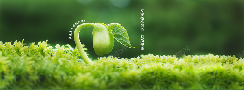 春天绿芽破土小生命绿色背景jpg设计背景_新图网 https://ixintu.com 春天 春季 开春 绿色 文艺 小清新 简约 素材 广告 设计 背景 活力 踏春 自然风光 春游