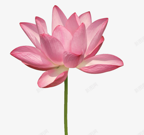 开放中的莲花png免抠素材_新图网 https://ixintu.com 开放 莲花 粉色 可爱