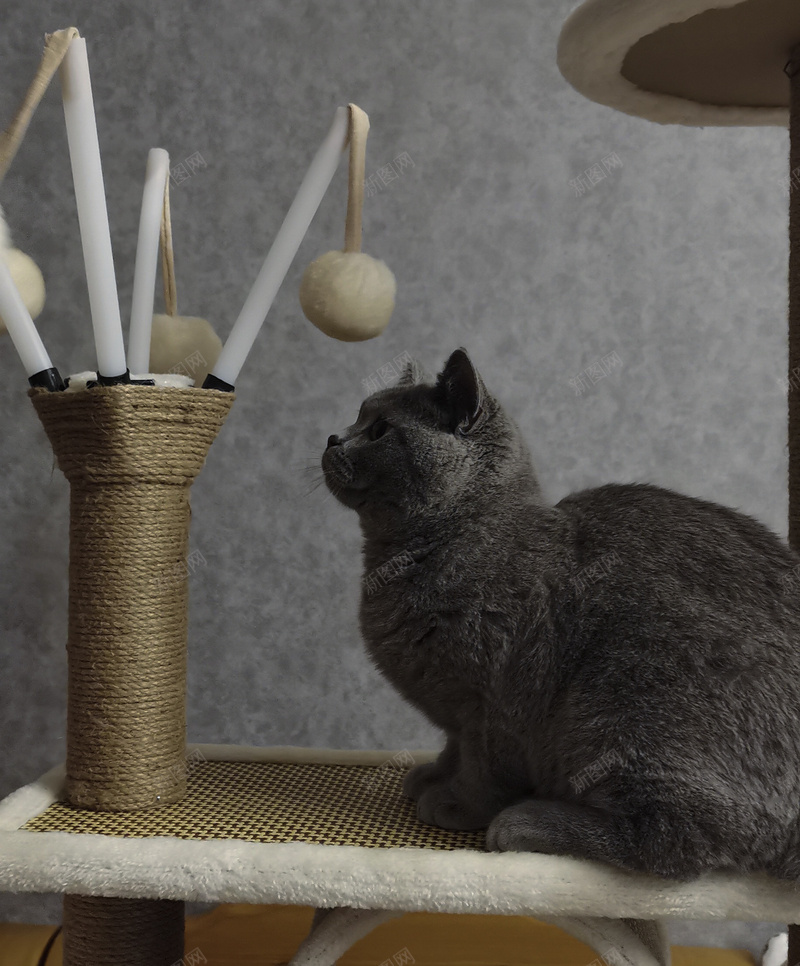 一只渴望外面世界的猫咪jpg设计背景_新图网 https://ixintu.com 喵咪 可爱 世界 小喵