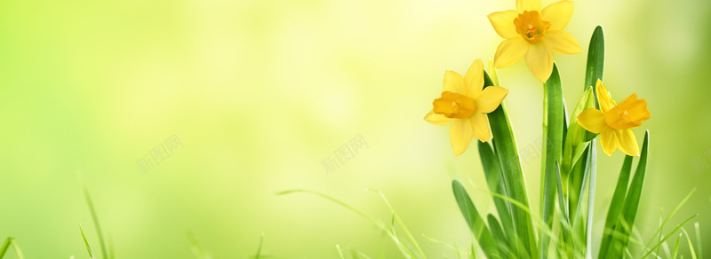 背景素材jpg设计背景_新图网 https://ixintu.com 背景素材 底图 底纹 荷花 花 花瓣 花朵 鲜花 花卉 海报banner 文艺 小清新 简约