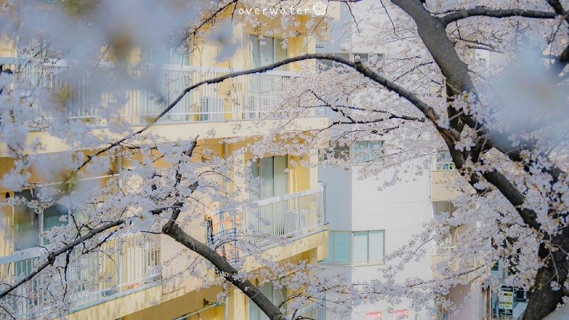 穿过樱花回望教学楼jpg设计背景_新图网 https://ixintu.com 青春 教学楼 樱花 校园
