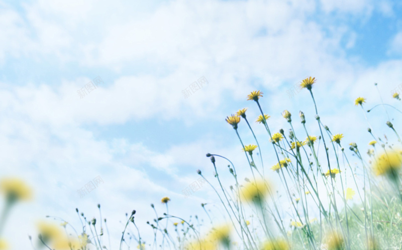 小雏菊蓝天背景图jpg设计背景_新图网 https://ixintu.com 小雏菊 小花 白云 蓝天 黄色 意境 清新 自然 夏日 舒服 幸福