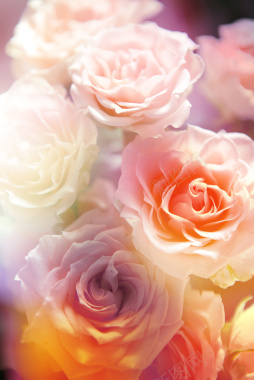 唯美粉色玫瑰花图片背景