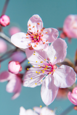 白色粉色花花卉樱花盛开春天背景