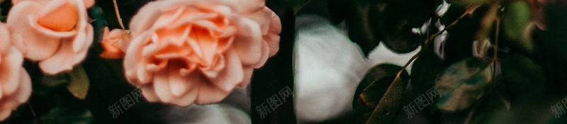 高清花开灿烂的蔷薇花jpg设计背景_新图网 https://ixintu.com 花朵 植物 蔷薇 玫瑰