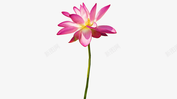 荷花池素材png免抠素材_新图网 https://ixintu.com 夏 素材 紫荷花 花 荷花