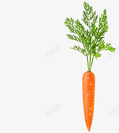 一根带叶的红萝卜png免抠素材_新图网 https://ixintu.com 植物 蔬菜 食物 绿叶