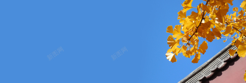 九月你好黄色叶子围墙bannerjpg设计背景_新图网 https://ixintu.com 九月你好 你好九月 九月 小清新 秋天 文艺清新 淡雅 极简 唯美 金秋 大气