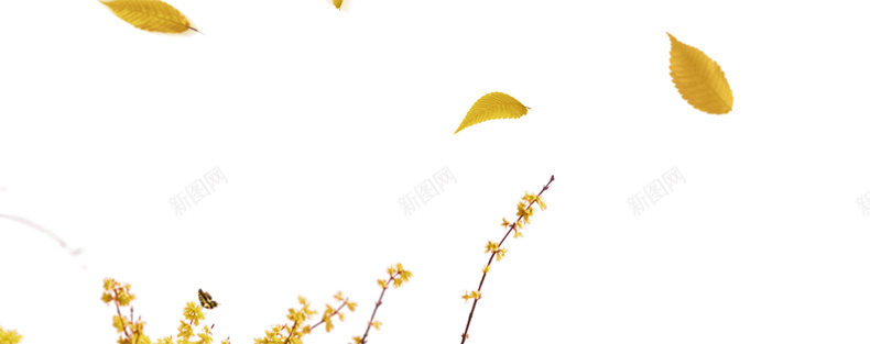 淘宝女装背景psd设计背景_新图网 https://ixintu.com 秋装 花瓣 色彩 干净 广告 鲜花 唯美 天猫 淘宝 详情页海报 文艺 小清新 简约