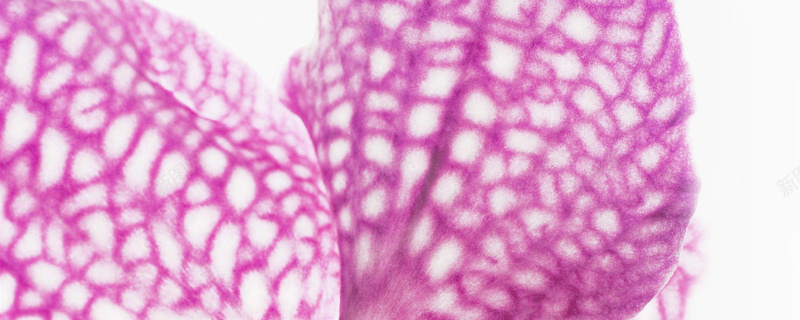 花瓣特写jpg设计背景_新图网 https://ixintu.com 粉紫色 唯美 纹理 网格 花瓣 蝴蝶 海报banner 质感