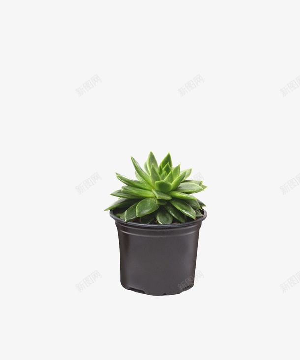 植物盆栽装饰多肉png免抠素材_新图网 https://ixintu.com 免抠 多肉 盆栽 绿色 肉多多