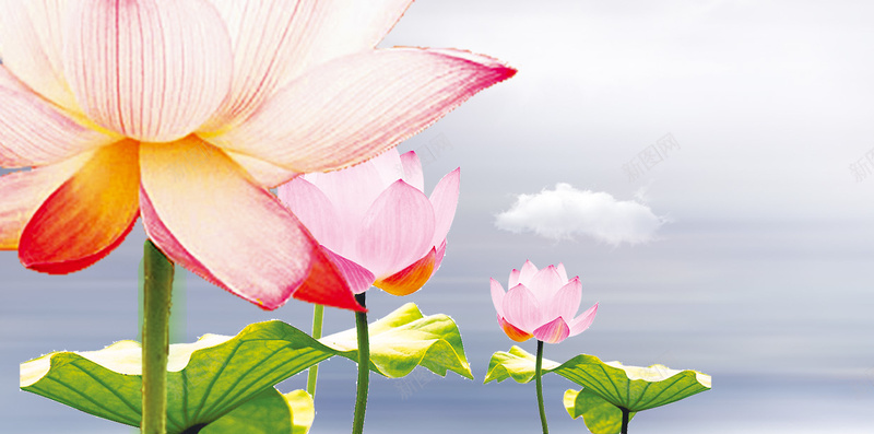 夏至时节荷韵宣传海报H5背景psd下载psd设计背景_新图网 https://ixintu.com 夏至 24节气 二十四节气 传统节气 夏至节气 荷花 荷叶 荷韵 莲花 花朵 夏季 夏天 H5 h5