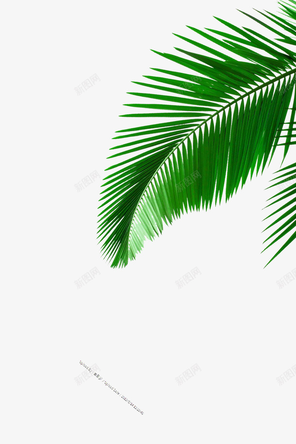 铁树开花后的叶子png免抠素材_新图网 https://ixintu.com 植物 叶子 免扣 装饰