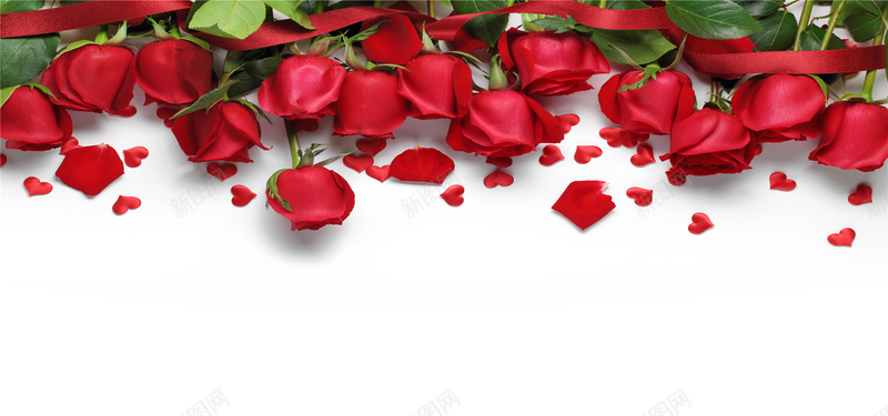 玫瑰花情人节海报背景背景