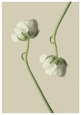 白色花朵背景高清大图背景