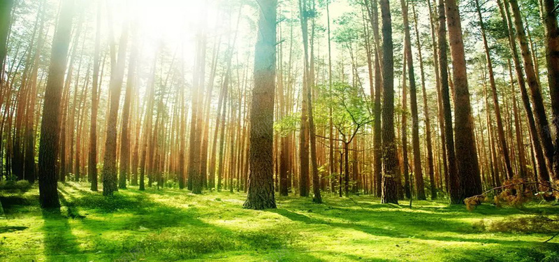 自然风光jpg设计背景_新图网 https://ixintu.com 自然 风景 美景 树林 大树 青草地 阳光 唯美 海报banner 摄影