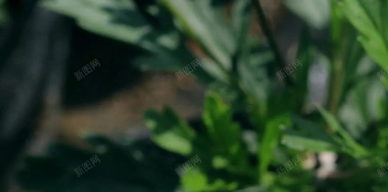 春天盛开黄色花朵H5背景jpg设计背景_新图网 https://ixintu.com 春天 盛开 黄色 花朵 绿色 H5背景 摄影 风景 艺术