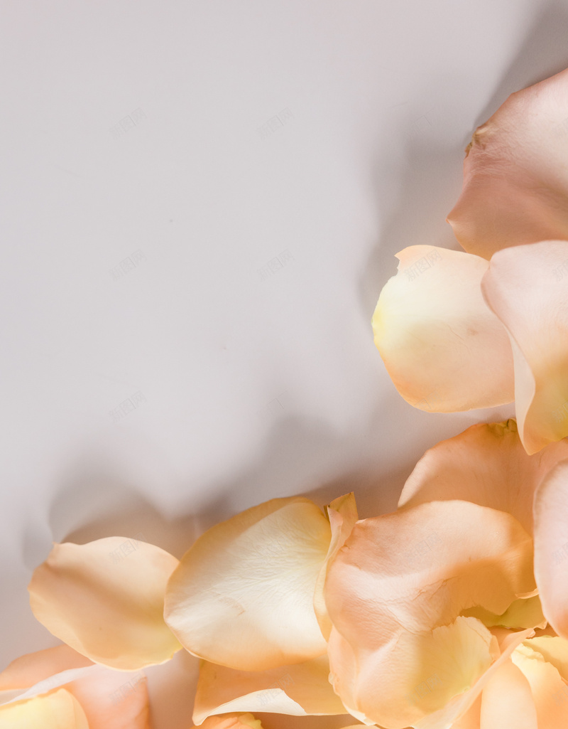 花瓣背景玫瑰花情人节背景jpg设计背景_新图网 https://ixintu.com 花瓣 背景 高清 唯美