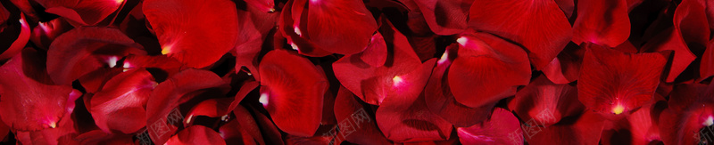 浪漫玫瑰花瓣背景素材psd设计背景_新图网 https://ixintu.com 玫瑰花瓣 唯美 浪漫 婚庆 情人节 化妆品海报 化妆品广告 封面 背景