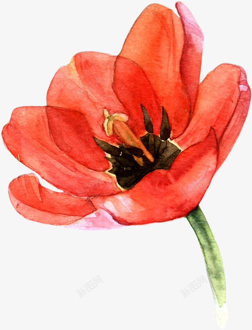 水彩中国风虞美人花插画素材png免抠素材_新图网 https://ixintu.com y虞美人 中国风 水墨画 水彩 花草 虞美人花