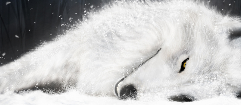 唯美狐狸背景jpg设计背景_新图网 https://ixintu.com 狐狸 海报banner 卡通 童趣 手绘 白狐