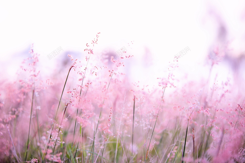 风景花花卉草地山水画彩色花朵jpg设计背景_新图网 https://ixintu.com 花 唯美 背景 高清