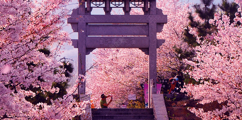 樱花节PSD分层H5背景素材psd设计背景_新图网 https://ixintu.com 樱花节 春天 粉色 花朵 花瓣 PSD分层 H5背景 素材 樱花背景 文艺 小清新 简约 踏青季 踏青出游季 春季踏青 踏青出游 清明踏青 春游季 踏青节 阳春三月 春天踏青 踏青活动