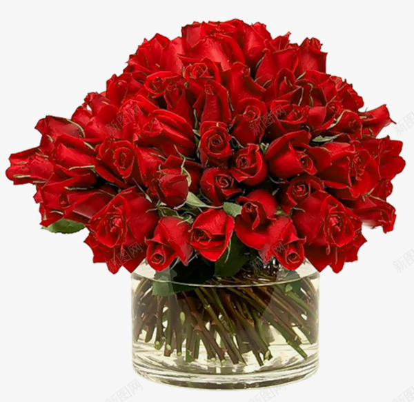 鲜花玫瑰花书生花瓣色彩png免抠素材_新图网 https://ixintu.com 鲜花 玫瑰花 书生 花瓣 色彩