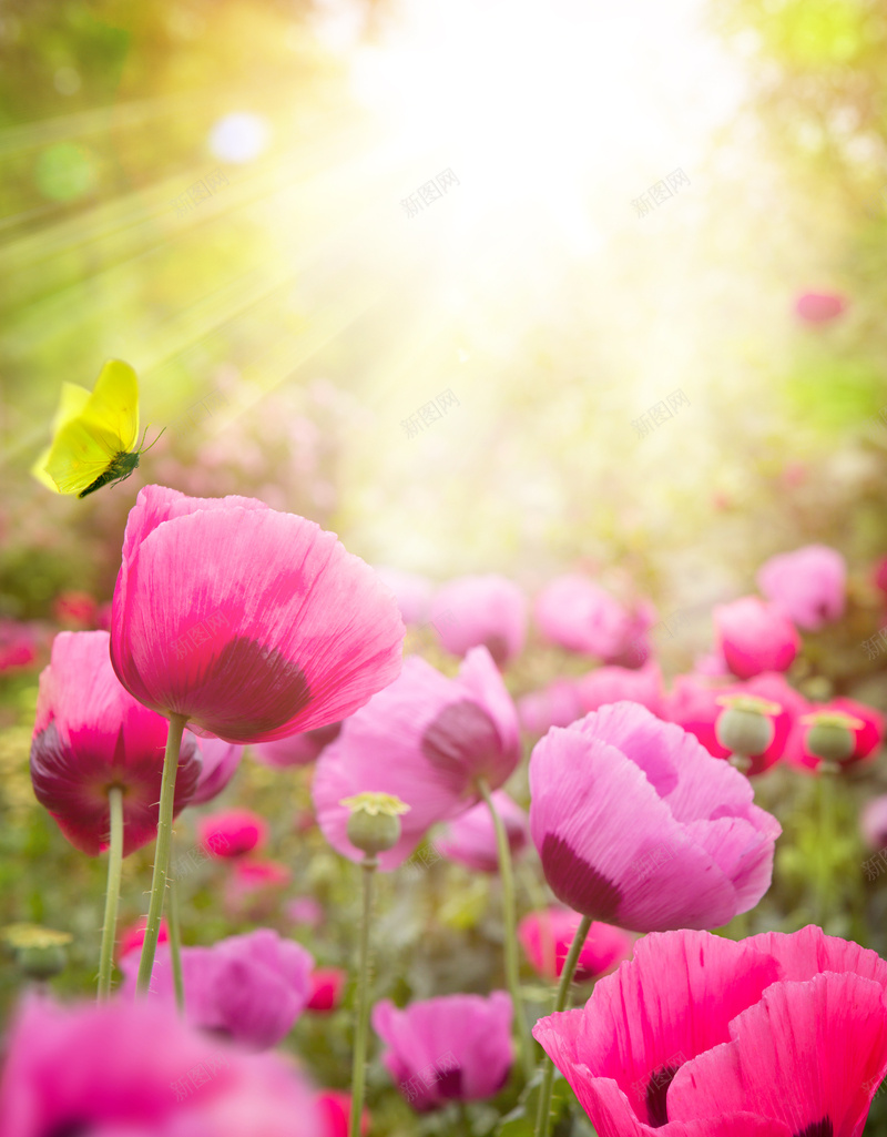 阳光下的罂粟花海报背景素材jpg设计背景_新图网 https://ixintu.com 阳光下的花朵 玫红色花朵 美丽的花 罂粟花 花园 阳光下的罂粟花高清图片 罂粟果 蝴蝶 光束 唯美花