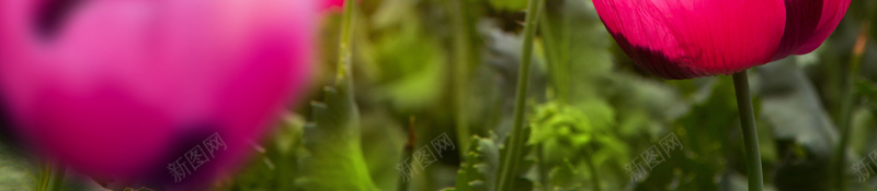 阳光下的罂粟花海报背景素材jpg设计背景_新图网 https://ixintu.com 阳光下的花朵 玫红色花朵 美丽的花 罂粟花 花园 阳光下的罂粟花高清图片 罂粟果 蝴蝶 光束 唯美花