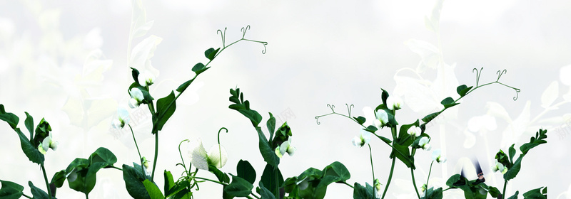 棉花背景jpg设计背景_新图网 https://ixintu.com 棉花 横幅背景 植物 农作物 海报banner 全屏banner背景 摄影 风景