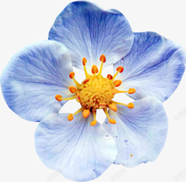 桃花花朵素材psd免抠素材_新图网 https://ixintu.com 花 桃花 小花 蓝花 花朵素材
