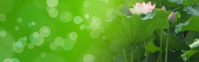 荷花光晕背景jpg设计背景_新图网 https://ixintu.com 海报banner 横幅背景 光晕 绿色 荷花 全屏banner背景 文艺 小清新 简约