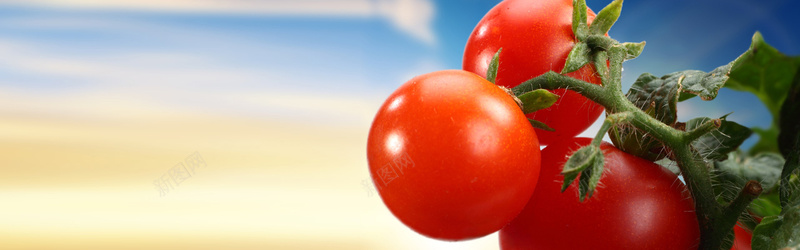 西红柿背景背景