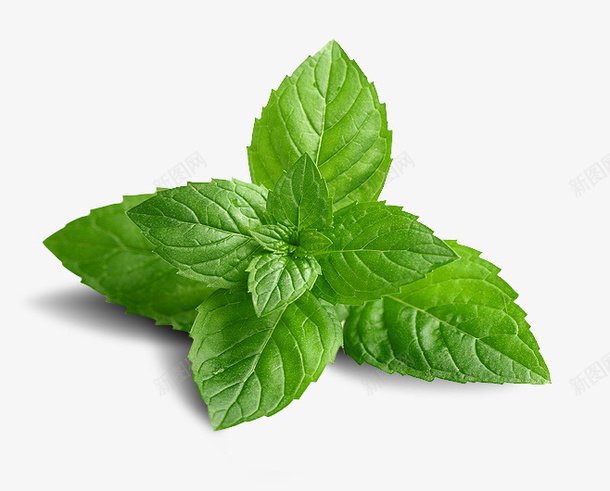 蔬菜薄荷叶子png免抠素材_新图网 https://ixintu.com 薄荷 植物 蔬菜 叶子