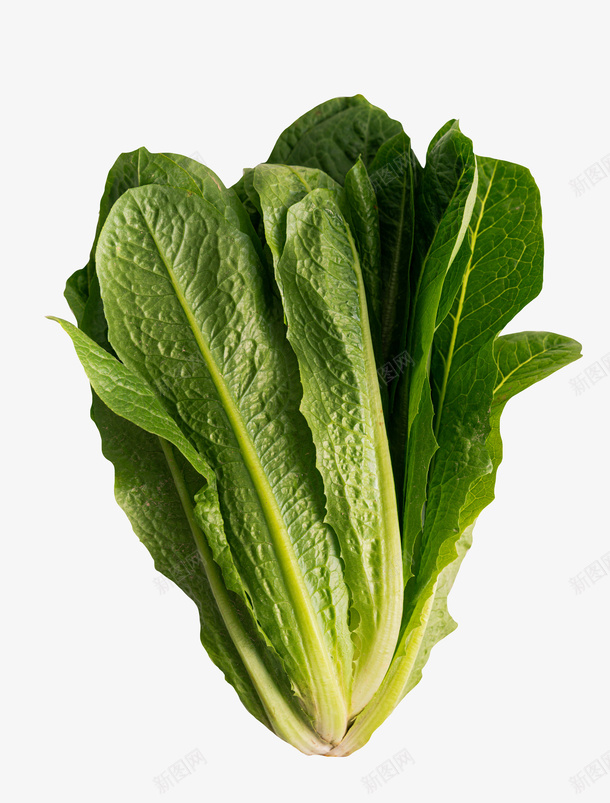 新鲜的蔬菜青菜psd免抠素材_新图网 https://ixintu.com 蔬菜 青菜 小白菜 绿色食品