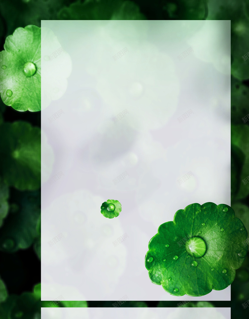 植物背景二十四节气之白露海报jpg设计背景_新图网 https://ixintu.com 二十四节气 传统文化 传统节气 植物叶子 秋季 绿色 白露 简约