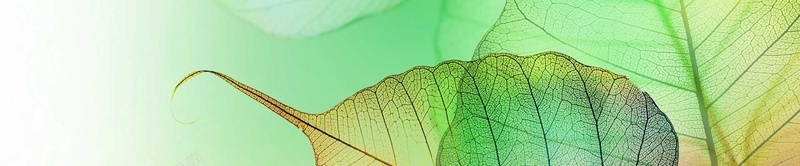 高清树叶纹理壁纸jpg设计背景_新图网 https://ixintu.com 机理 树叶 纹理 绿色 高清 渐变 海报banner 质感