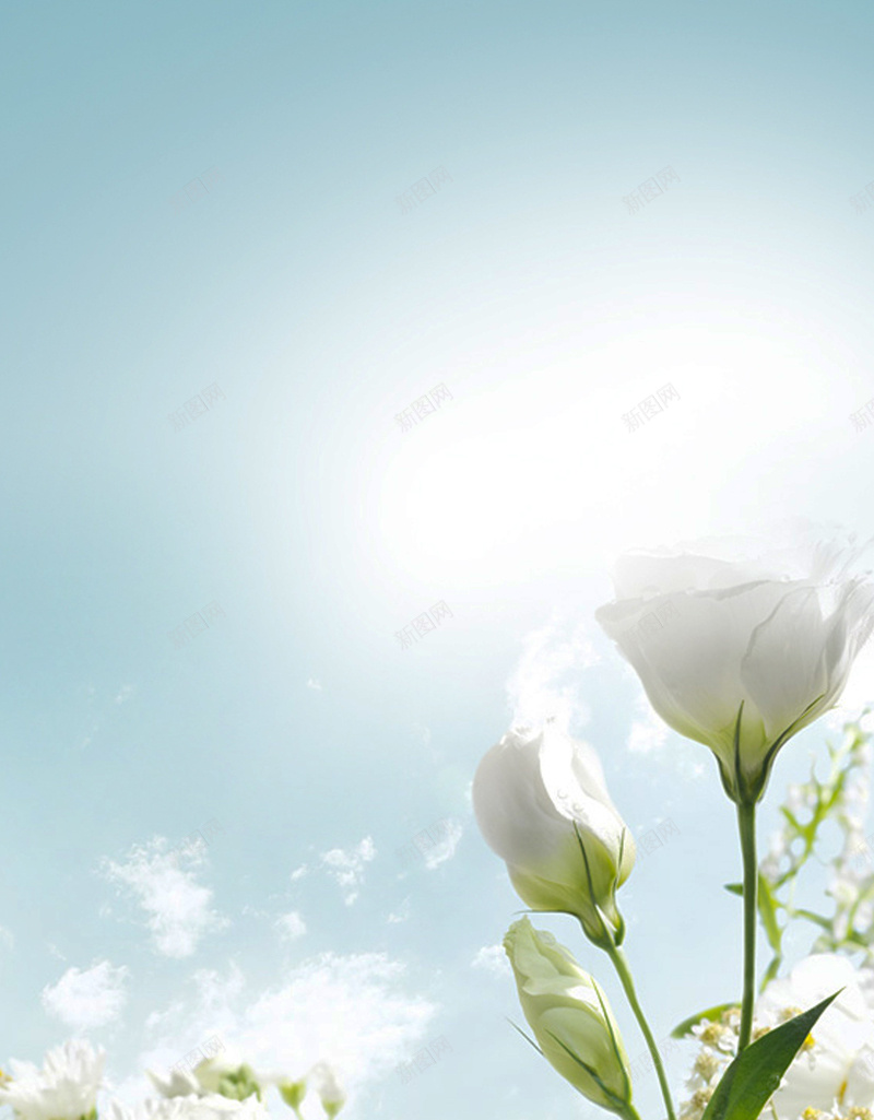 白色茉莉花H5背景jpg设计背景_新图网 https://ixintu.com 唯美 文艺 梦幻 浪漫 简约 H5背景 小清新 白色 茉莉花 茉莉花背景