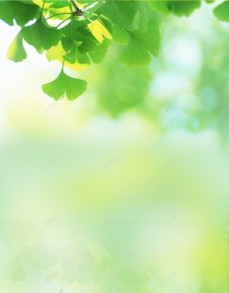 绿色杏叶子背景jpg设计背景_新图网 https://ixintu.com 叶子 文艺 清新 简约 绿色 简洁 H5 h5 杏子 杏叶 小清新