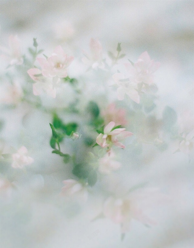粉色小碎花H5背景jpg设计背景_新图网 https://ixintu.com 花朵 朦胧 植物 彩色 高清 H5 h5 摄影 风景