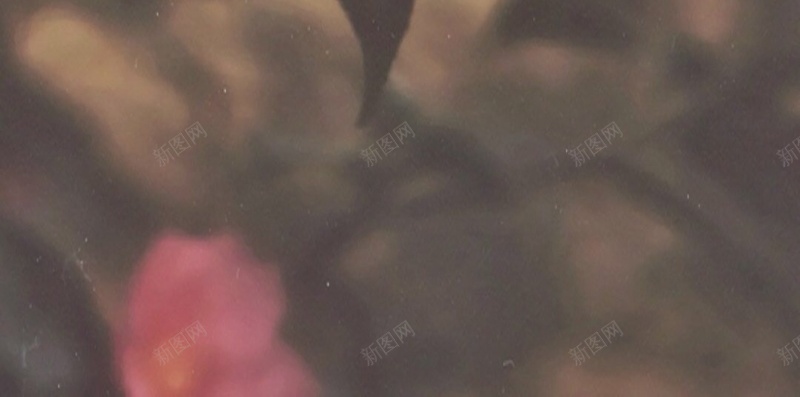 文艺花卉H5背景jpg设计背景_新图网 https://ixintu.com 文字控 百家姓 姓氏 情书 花卉 姓名 H5背景 文艺 树叶 H5 h5