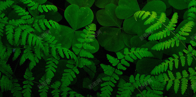 白色花卉H5背景jpg设计背景_新图网 https://ixintu.com 花卉 白色 绿叶 清新 文艺 H5背景 H5 h5 小清新 简约