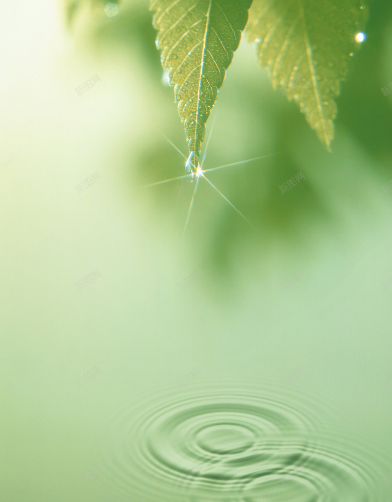 绿色树叶水纹H5背景素材jpg设计背景_新图网 https://ixintu.com 树叶 水纹 波纹 简约 绿色 H5 树叶素材 树叶背景