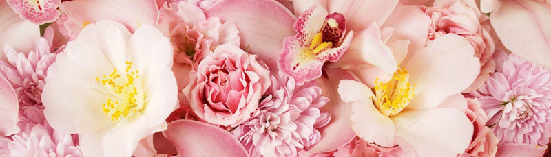 花卉粉色鲜花花卉浪漫美丽植物梦幻背景