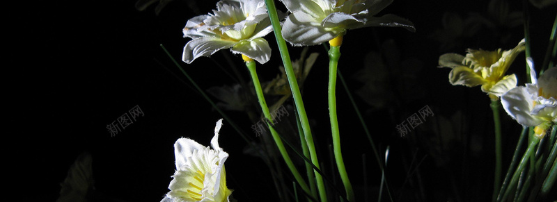花草jpg设计背景_新图网 https://ixintu.com 绿色背景海报 妇女节海报 春夏海报 服装海报 节日海报 轮播图 淘宝女装海报 1920背景 海报banner 摄影 风景