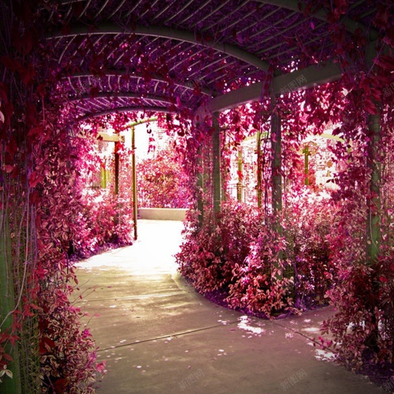 浪漫粉色花长廊jpg设计背景_新图网 https://ixintu.com 主图 摄影 风景 走廊风情粉色浪漫梦幻摄影