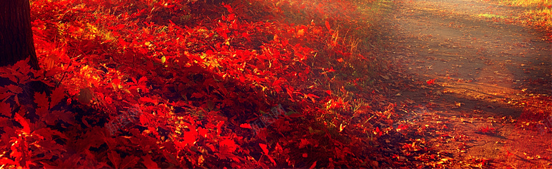 满地红叶背景